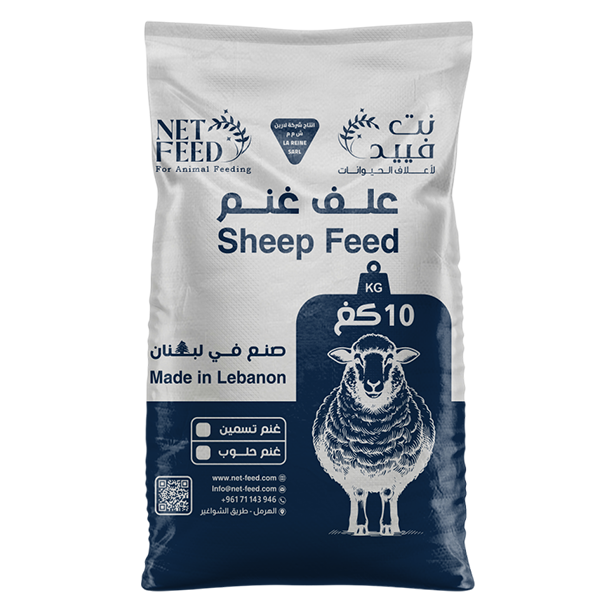 Sheep Growing Fodder